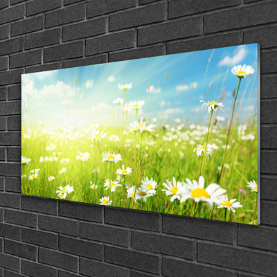 Glas schilderij Daisy meadow nature