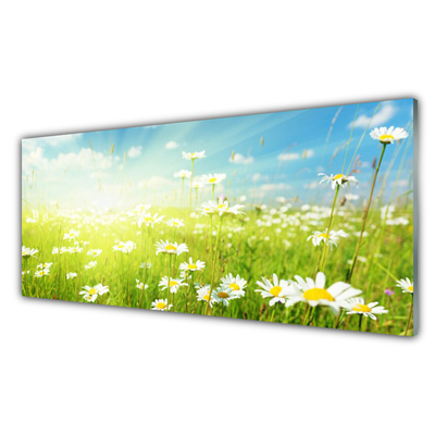 Glas schilderij Daisy meadow nature