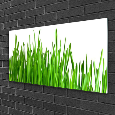 Glas schilderij Grass nature plant