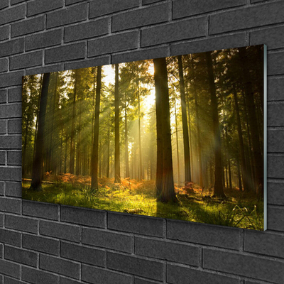 Glas schilderij Nature bosbomen