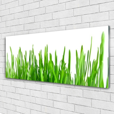 Glas schilderij Grass nature plant