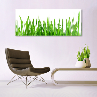 Glas schilderij Grass nature plant