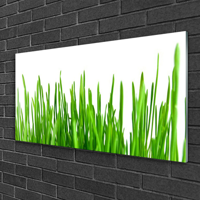 Glas schilderij Grass nature plant