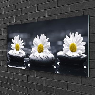 Glas schilderij Daisy stones plant