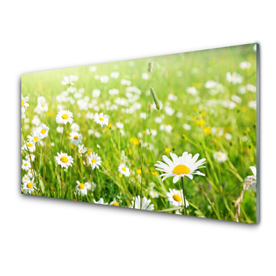 Glas schilderij Daisy meadow nature