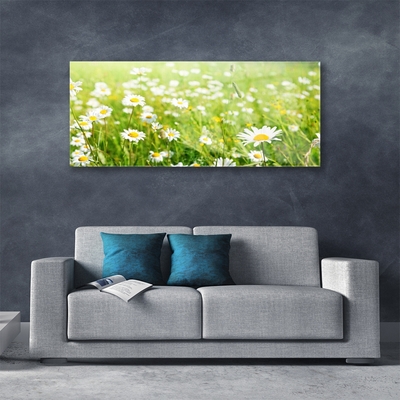 Glas schilderij Daisy meadow nature