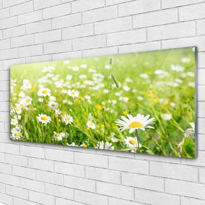 Glas schilderij Daisy meadow nature