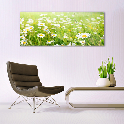 Glas schilderij Daisy meadow nature