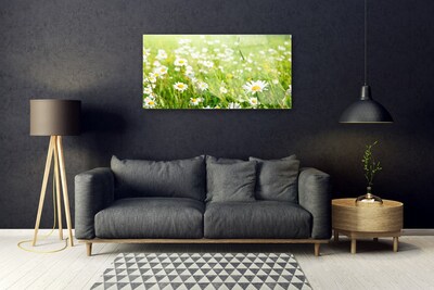 Glas schilderij Daisy meadow nature