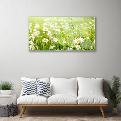 Glas schilderij Daisy meadow nature