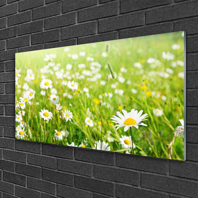 Glas schilderij Daisy meadow nature