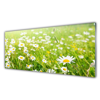 Glas schilderij Daisy meadow nature