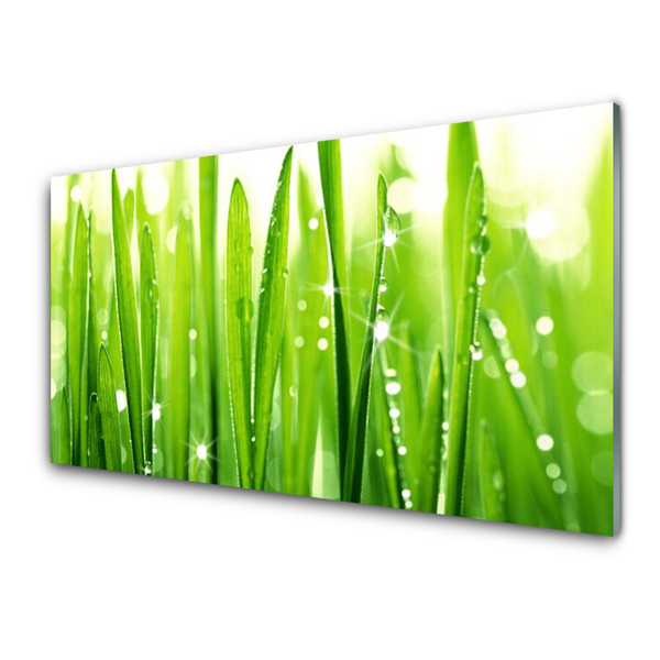 Glas schilderij Grass nature plant
