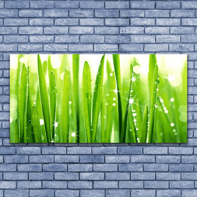 Glas schilderij Grass nature plant