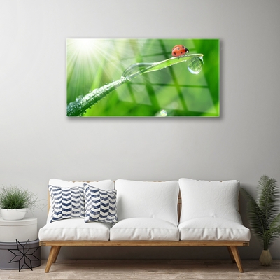 Glazen schilderij Gras lieveheersbeestje nature