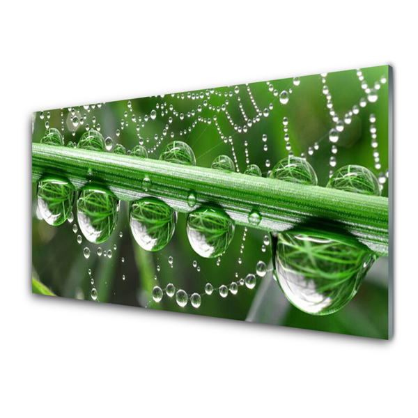 Glazen schilderij Cobweb drops plant