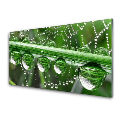 Glazen schilderij Cobweb drops plant