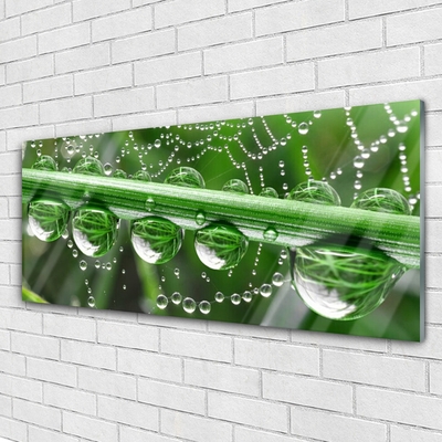 Glazen schilderij Cobweb drops plant