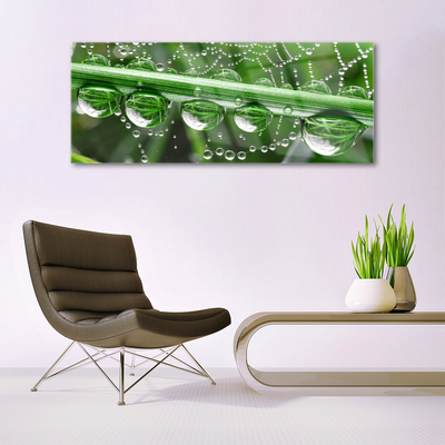 Glazen schilderij Cobweb drops plant