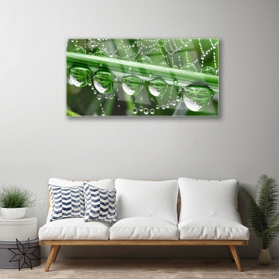 Glazen schilderij Cobweb drops plant