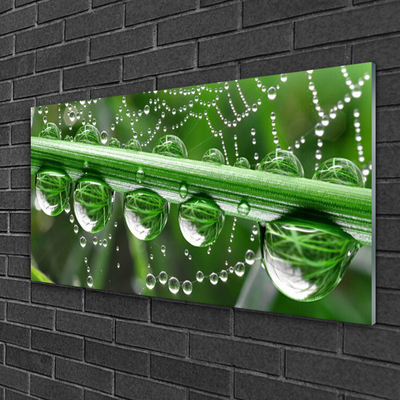 Glazen schilderij Cobweb drops plant