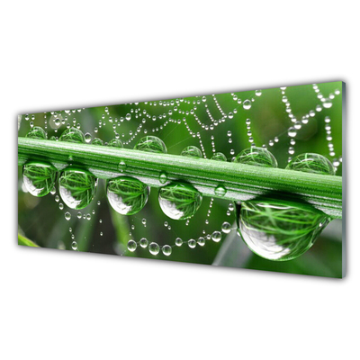 Glazen schilderij Cobweb drops plant