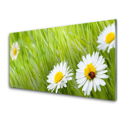 Glazen schilderij Grass daisies nature