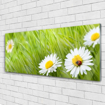 Glazen schilderij Grass daisies nature