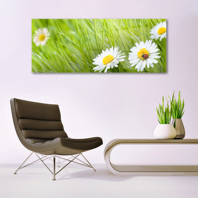 Glazen schilderij Grass daisies nature