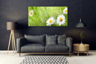 Glazen schilderij Grass daisies nature