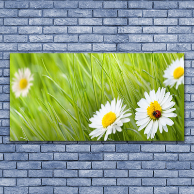 Glazen schilderij Grass daisies nature