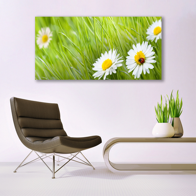 Glazen schilderij Grass daisies nature