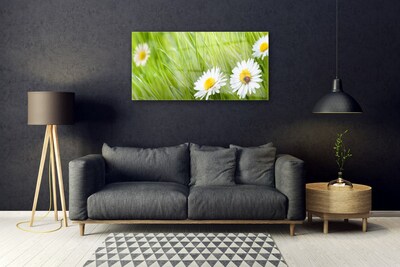 Glazen schilderij Grass daisies nature