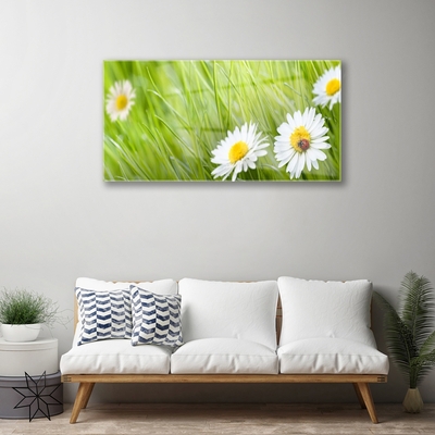 Glazen schilderij Grass daisies nature