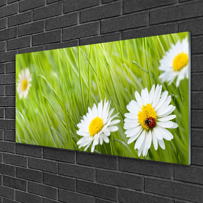 Glazen schilderij Grass daisies nature