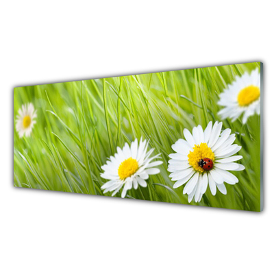 Glazen schilderij Grass daisies nature