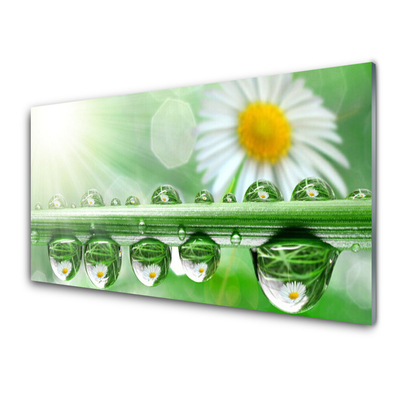 Glazen schilderij Dew leaf nature daisies