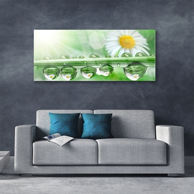 Glazen schilderij Dew leaf nature daisies