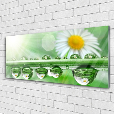 Glazen schilderij Dew leaf nature daisies