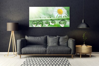 Glazen schilderij Dew leaf nature daisies