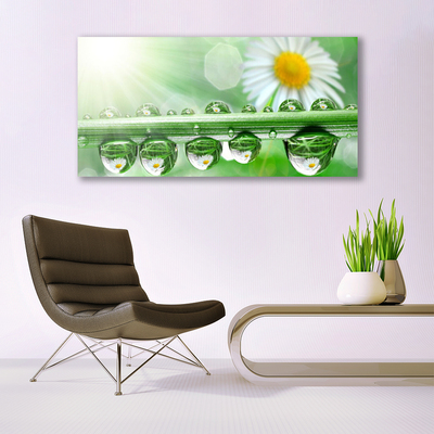 Glazen schilderij Dew leaf nature daisies