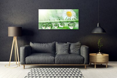 Glazen schilderij Dew leaf nature daisies