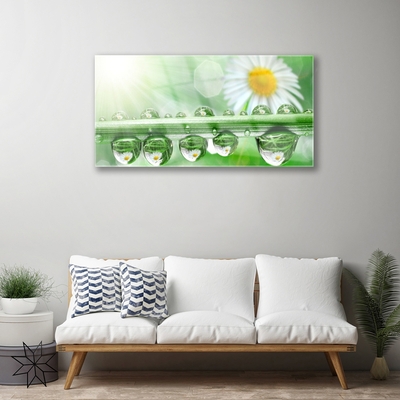 Glazen schilderij Dew leaf nature daisies