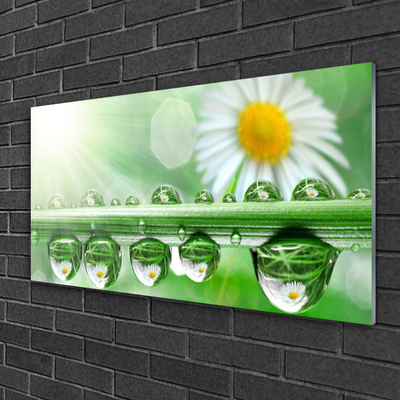 Glazen schilderij Dew leaf nature daisies