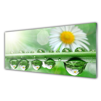 Glazen schilderij Dew leaf nature daisies