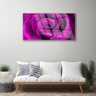 Glazen schilderij Rose flower plant natuur