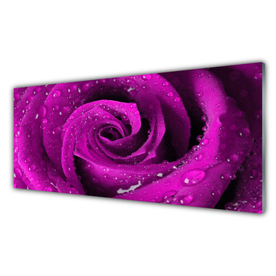Glazen schilderij Rose flower plant natuur
