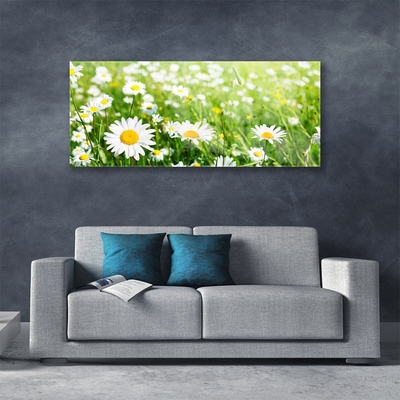 Glazen schilderij Daisy flower plant