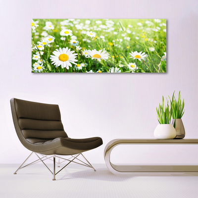 Glazen schilderij Daisy flower plant