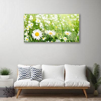 Glazen schilderij Daisy flower plant